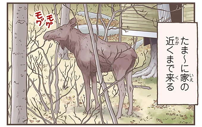 家に近くに来ることもあるの!? 「森の王様」と呼ばれる動物／北欧女子オーサが見つけた日本の不思議5