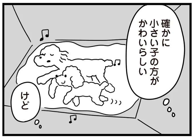 トイプードルをお迎えすることに。不登校少女が選んだのは「自分に似てる」規格外の子／おはよう、サンテ