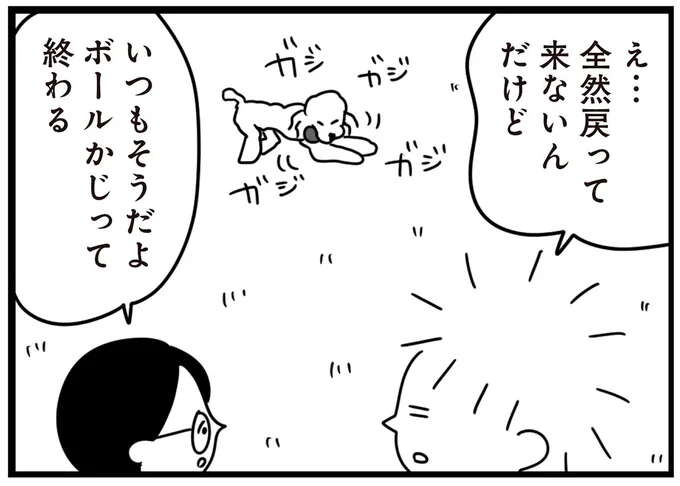 普段は臆病な愛犬のトイプー。木やボールをかじるのを邪魔をされると...ぎゃー!!／おはよう、サンテ