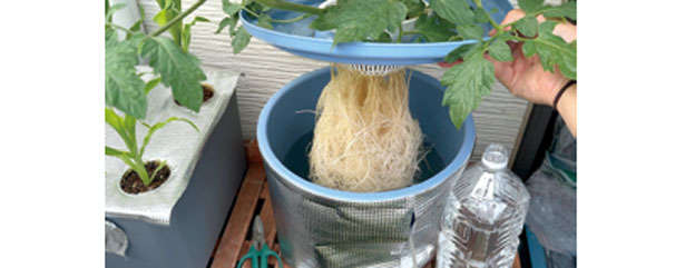 食費節約にも効果的！ 野菜を自宅で作るなら「水耕栽培」がおすすめの理由 p1-33_0124-4-2.jpg