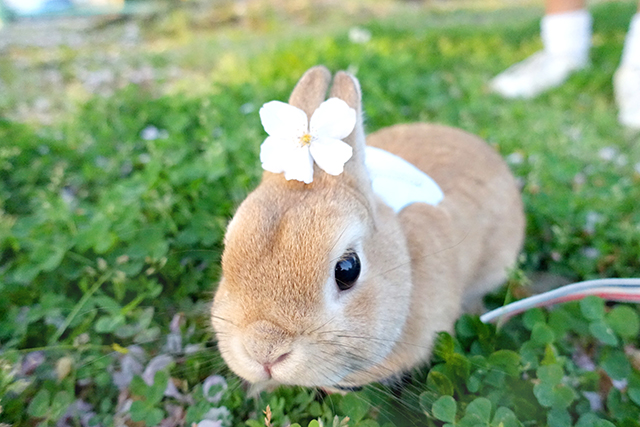 うさぎ界の神!? 10万人を魅了するモキュ様と、飼い主さんの日々／うさぎの写真と、うさぎとの生活。 ph05.jpg