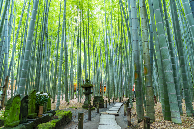 まるで「竹の葉」のステンドグラス！ 半日旅で心清らかになれる鎌倉「報国寺」