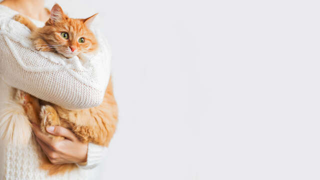 犬や猫の「なんとなくおかしい」は正しい！飼い主の直感を信じて動物病院へ行くべき理由 pixta_93778942_S.jpg