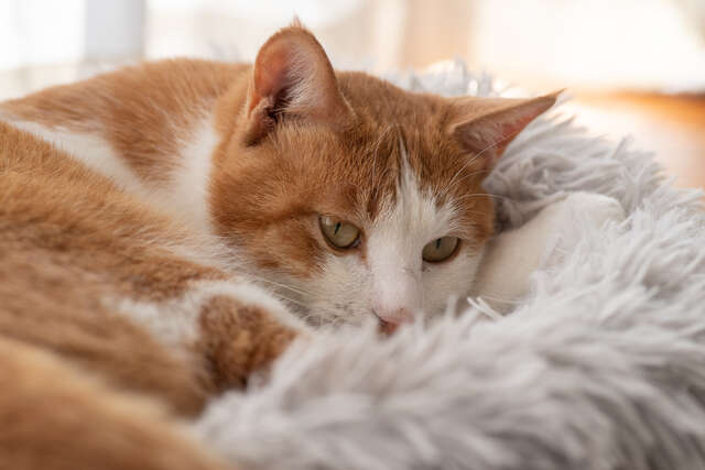 高齢の犬や猫「もう年だから」は本当に正しいのか【獣医師が警鐘を鳴らす】 pixta_97462370_S.jpg