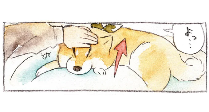 こんな柴犬の顔も愛おしい。愛犬の顔で遊ぶ「いないないばあ」／柴犬ぽんちゃん