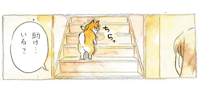 「助け...いる？」柴犬が階段をモタモタ上っているので助けようとしたら!?／柴犬ぽんちゃん