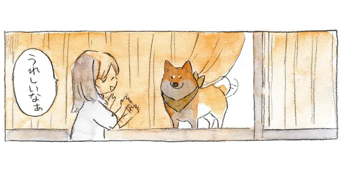 柴犬が窓際でお出迎え。喜ぶ飼い主だが、徐々に柴犬の表情が...！／柴犬ぽんちゃん