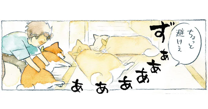 どん！ ずん！ 柴犬が部屋の入口を通せんぼ。飼い主たちはどうする...!?／柴犬ぽんちゃん