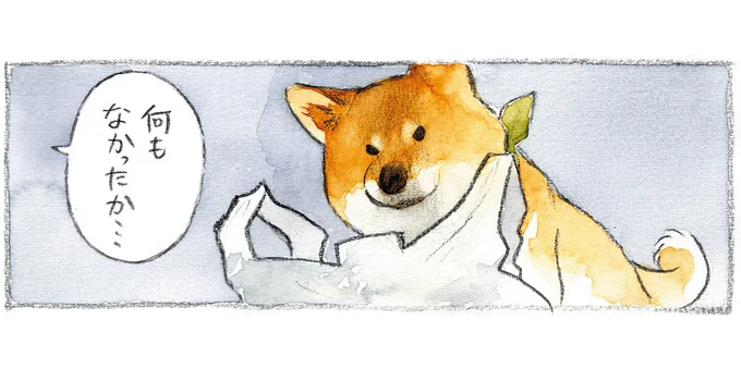 柴犬がレジ袋をガサガサ。何もないことに気付いたあとの「静かな訴え」／柴犬ぽんちゃん