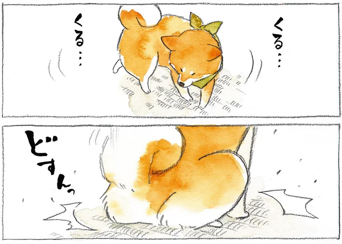 のっそり部屋に入ってきた柴犬。くるくるどすんっ...そのまま固まった愛犬に「飼い主が一言」／柴犬ぽんちゃん