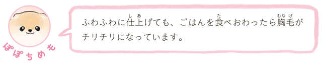 ポメラニアンの愛犬。モーニングルーティーンでふわもふが完成！／ふわふわポメのぽぽち popochi_p13-3.jpg