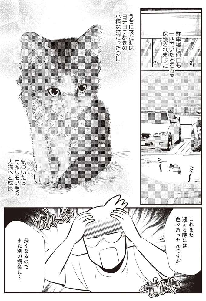 『レオとシロウのドタバタ猫日記』 reo1_8.jpeg