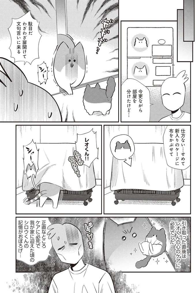 『レオとシロウのドタバタ猫日記』 reo3_4.jpeg