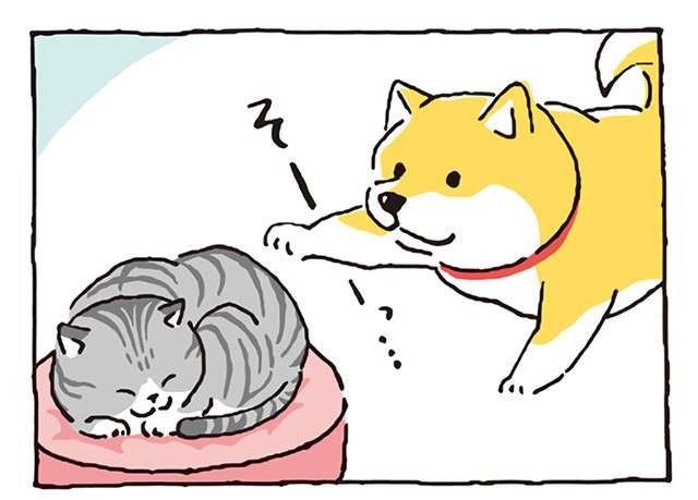 柴犬たちの世界に癒される「しばんばん」。寝ている猫にそーっと手を出したら／しばんばん  shibanban-i-012-1.jpg