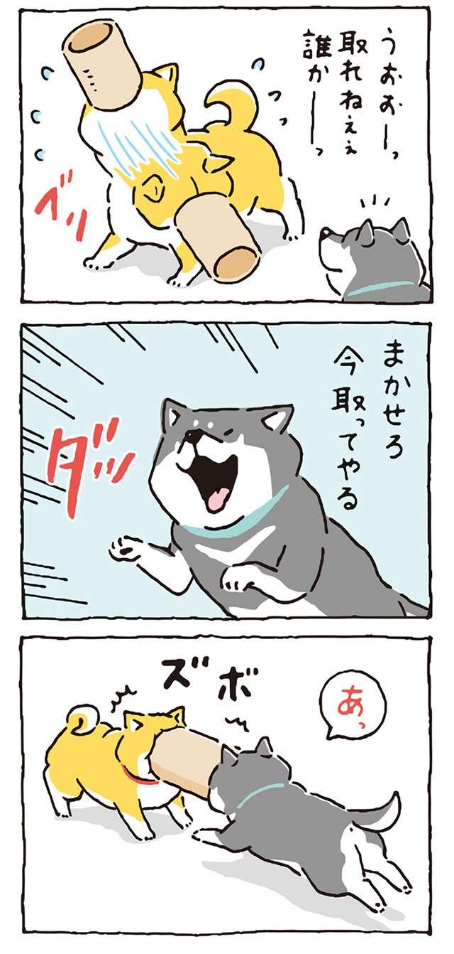 「うおおー取れねぇぇ」柴犬の顔に筒がはまってピンチ！ そこに仲間が現れ...!?／しばんばん shibanban-i-019-2.jpg