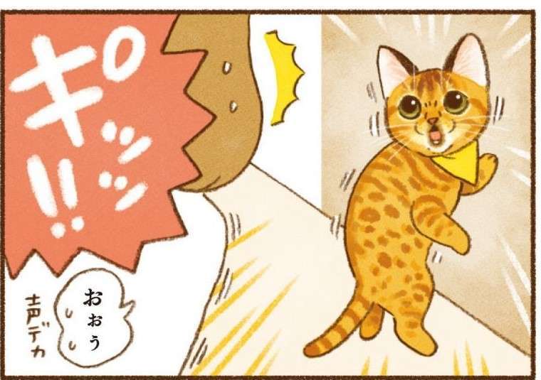 「絶対わかってるよね!?」 猫たちに話しかけると返事が返ってくる／しまねこ3姉妹と暮らしています