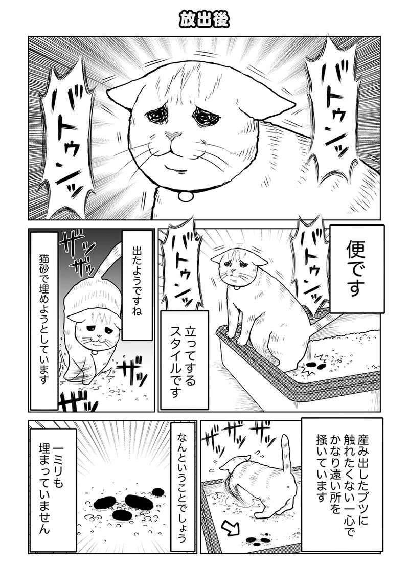 猫はなぜ、トイレの後に大興奮するのか。タレ目猫そむの場合...地獄？／タレ目猫そむが可愛すぎるんじゃ～！ taremeneko07-02.jpg