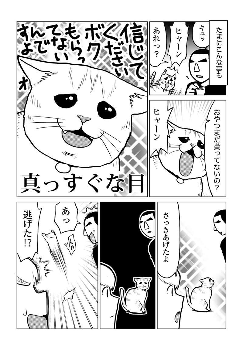 ヒャーン！ 猫がかわいらしく真っすぐな目で「おやつアピール」するが／タレ目猫そむが可愛すぎるんじゃ～！ taremeneko09-02.jpg