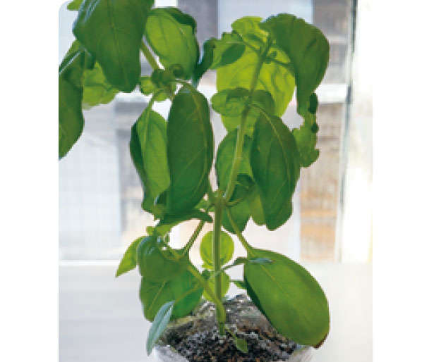 もう「バジル」は買わなくてOK！1年中収穫できる「プラカップ」による栽培方法を紹介 th01031.jpg