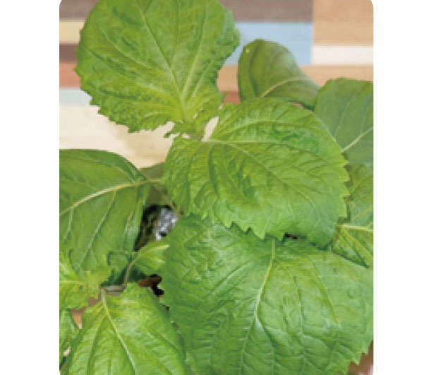 「しそ」を育てるなら暖かくなったいまが最適！「水耕栽培」なら約2か月で収穫できる th0401.jpg