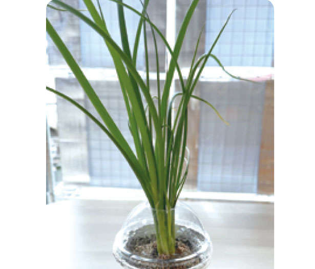 「小ネギ」は自宅で作る時代。「水耕栽培」なら育てやすいので初心者にもおすすめ! th0701.jpg