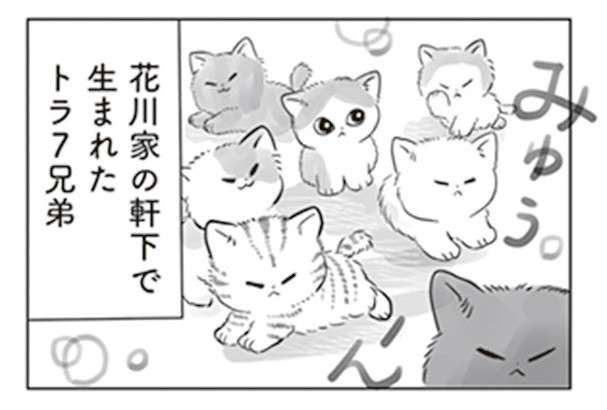 軒下で生まれ保護された子猫。里親が見つかったがなかなかやんちゃで...／トラと陽子 tora_yoko9-1.jpg