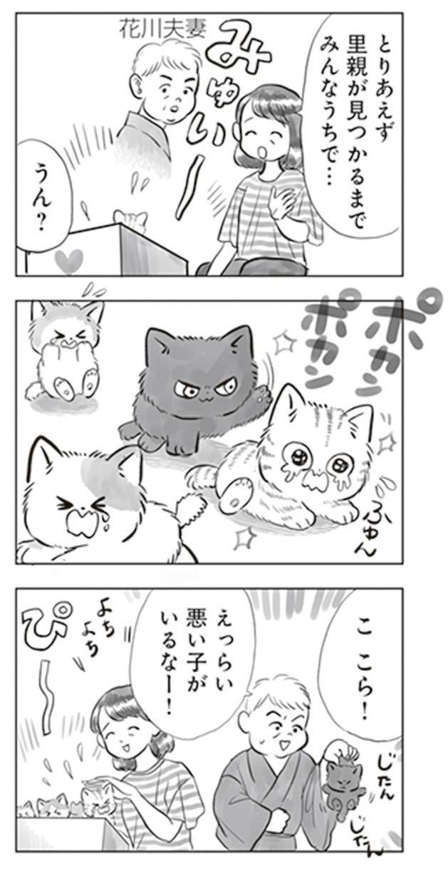 軒下で生まれ保護された子猫。里親が見つかったがなかなかやんちゃで...／トラと陽子 tora_yoko9-2.jpg