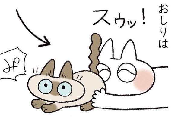 「その顔は...」うちの猫、怒った顔をすれば甘やかしてくれると知って／とっても!!!! シャム猫あずきさん