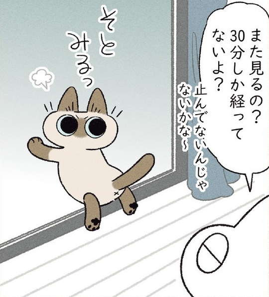 ベランダで遊びたくて雨が止むのを待つ愛猫。30分ごとに「あけてー」／とっても!!!! シャム猫あずきさん