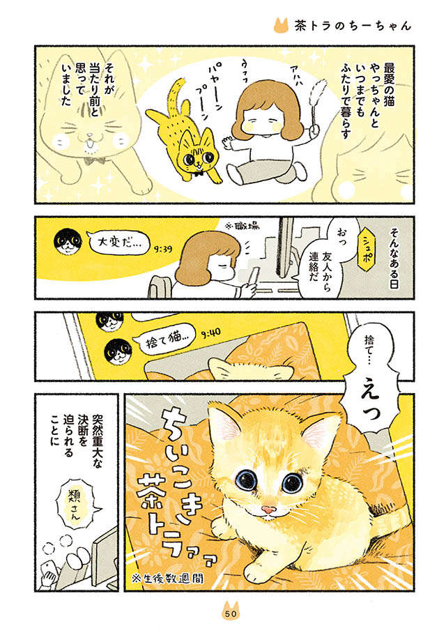 保護された「捨て猫」。あまりにかわいい写真に即落ちするが先住猫は？／茶トラのやっちゃんとちーちゃん | 毎日が発見ネット