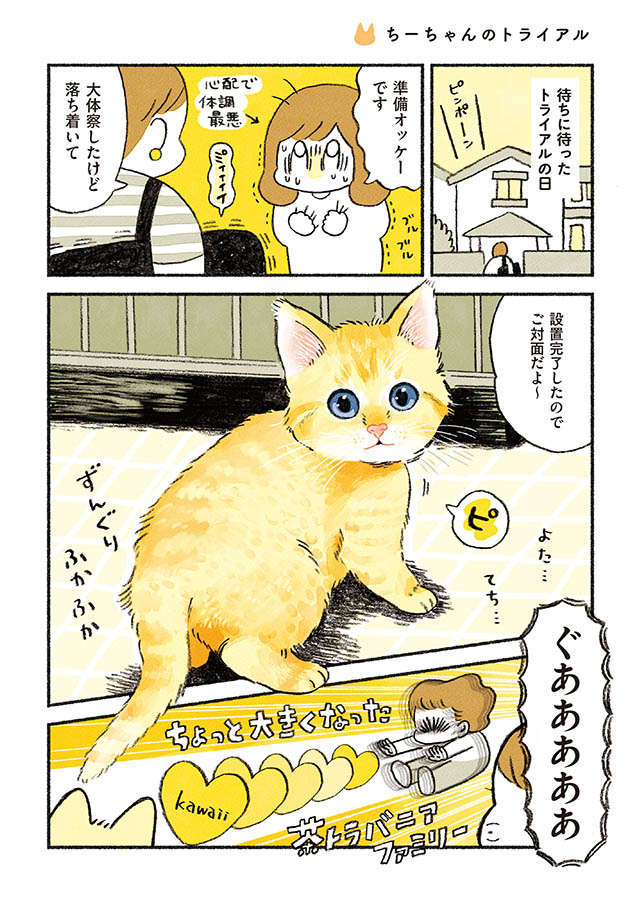 保護された子猫を迎えることに。人間たちははしゃぐが、先住猫の反応は？／茶トラのやっちゃんとちーちゃん tyatora_p53.jpg