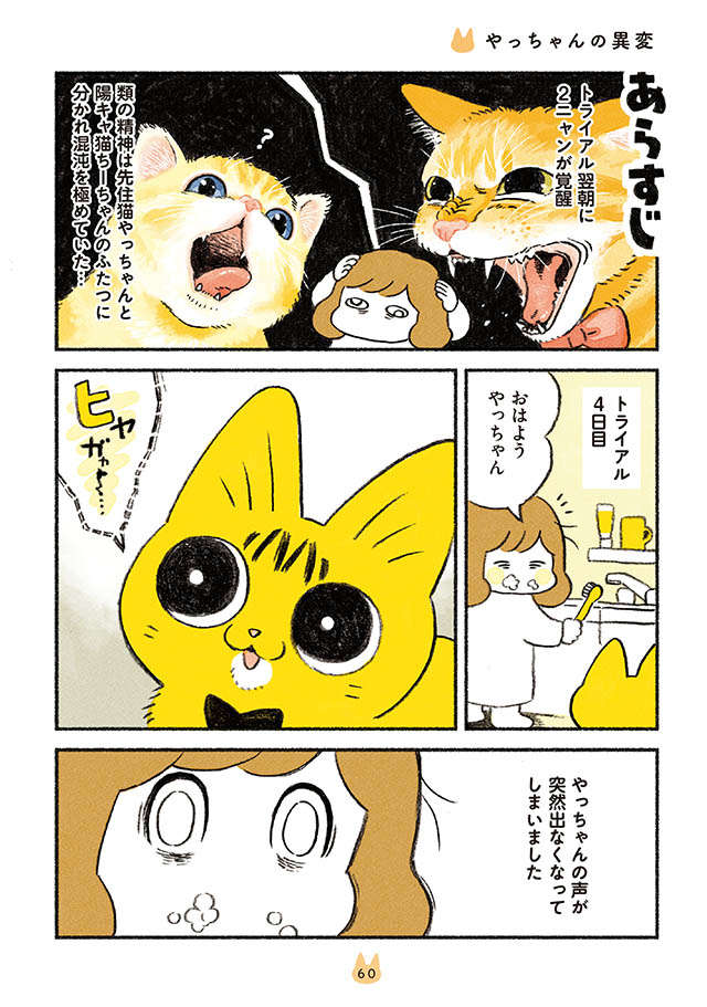 「ごめんね私のエゴで」新入り子猫がきて4日。先住猫に異変が...／茶トラのやっちゃんとちーちゃん tyatora_p60.jpg