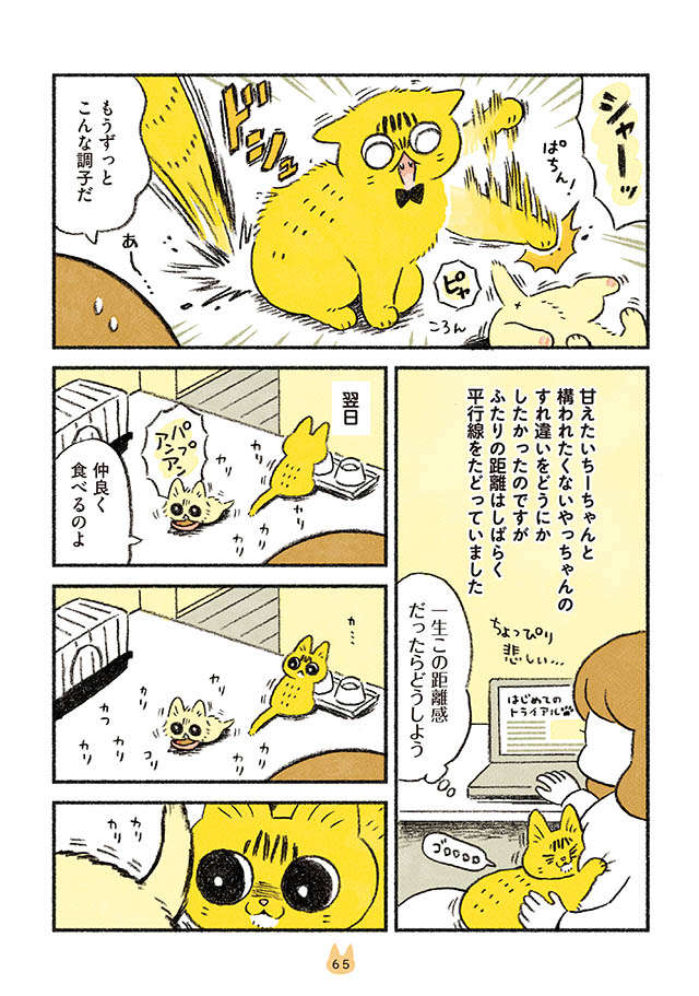 語彙力が溶ける光景...新入り子猫と先住猫が、ついに仲良く...！／茶トラのやっちゃんとちーちゃん tyatora_p65.jpg