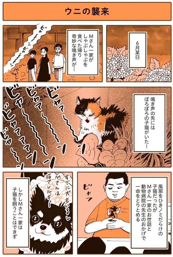 保護されたボロボロの子猫。一命をとりとめ、もらわれた先で見せた姿が...きゃわわ！／うちの猫は仲が悪い uchinoneko2_1.jpeg