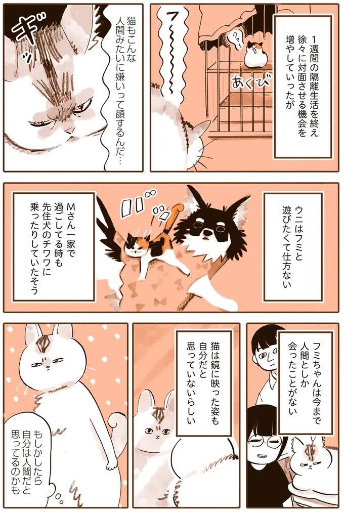『うちの猫は仲が悪い』 uchinoneko2_5.jpeg