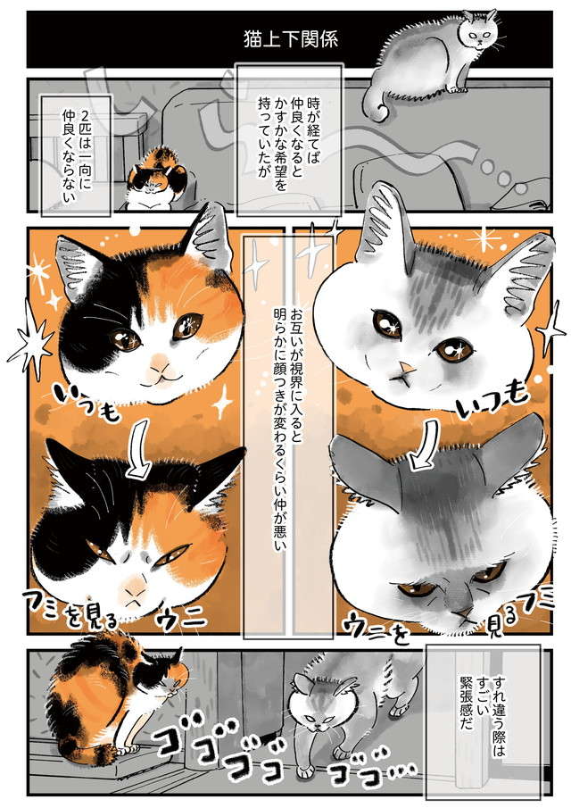 不仲な愛猫2匹のすごい変化。あれだけピリピリしていたのに「なんという奇跡！」／うちの猫は仲が悪い uchinoneko_12-1.jpg