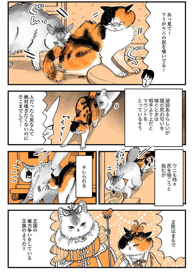 不仲な愛猫2匹のすごい変化。あれだけピリピリしていたのに「なんという奇跡！」／うちの猫は仲が悪い uchinoneko_12-2.jpg