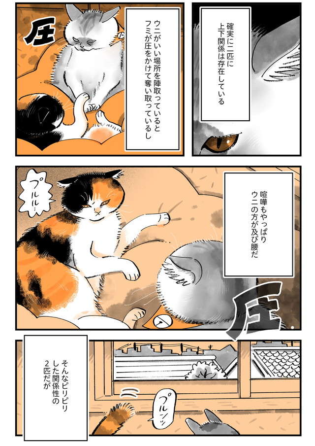 不仲な愛猫2匹のすごい変化。あれだけピリピリしていたのに「なんという奇跡！」／うちの猫は仲が悪い uchinoneko_12-4.jpg