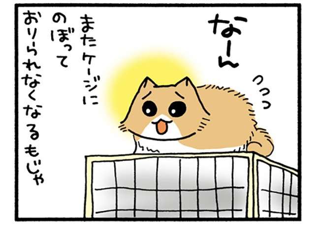 ケージに上ったけど下りられない！ 助けを求める愛猫を放っておいたら、無言で...／うちの3ねこ 3 uchinosanneko3_031_1.jpg