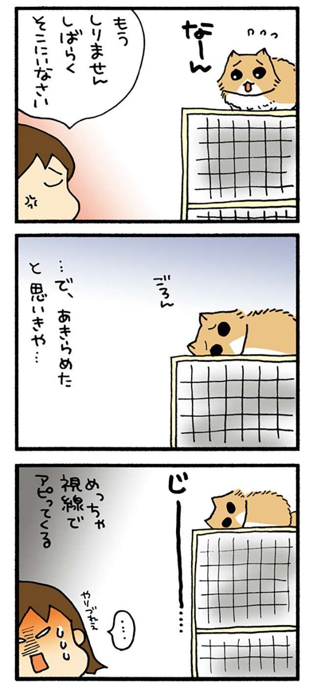 ケージに上ったけど下りられない！ 助けを求める愛猫を放っておいたら、無言で...／うちの3ねこ 3 uchinosanneko3_031_2.jpg