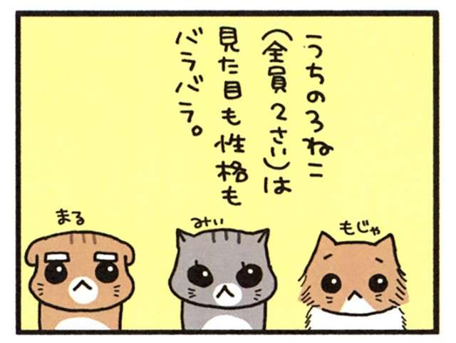 うちの猫たちは甘えん坊・マヌケ・オッサンと性格がバラバラ。かわいいけど理不尽！／うちの3ねこ uchinosanneko_001_004_1.jpg
