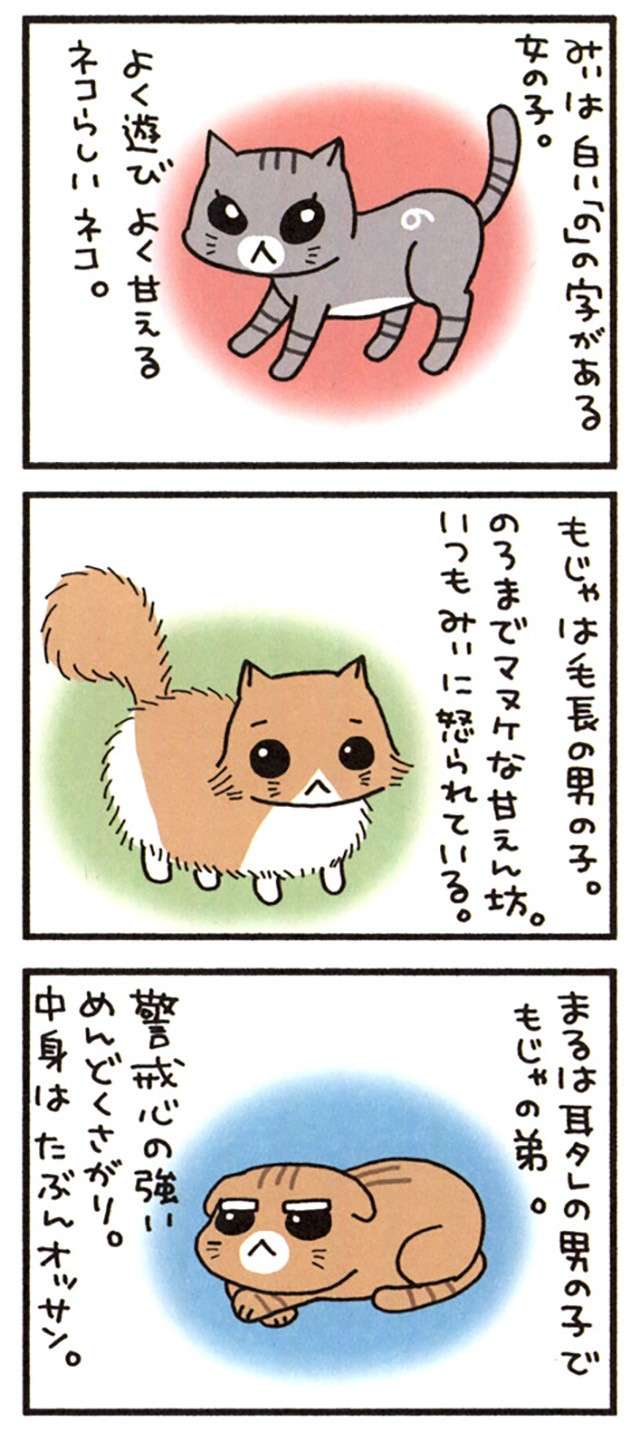 うちの猫たちは「三猫三様」。見た目も性格もバラバラの「みぃ」「もじゃ」「まる」／うちの3ねこ uchinosanneko_001_004_2.jpg