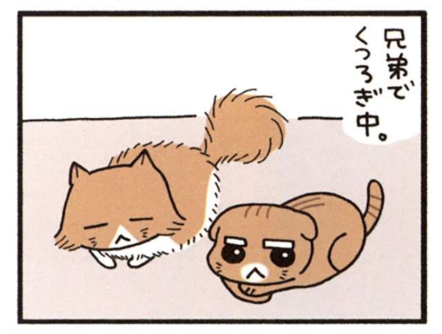 「待ておい」猫の悪さ防止のためガムテープでトラップ。え、なんでそうなる？／うちの3ねこ uchinosanneko_001_006_2.jpg