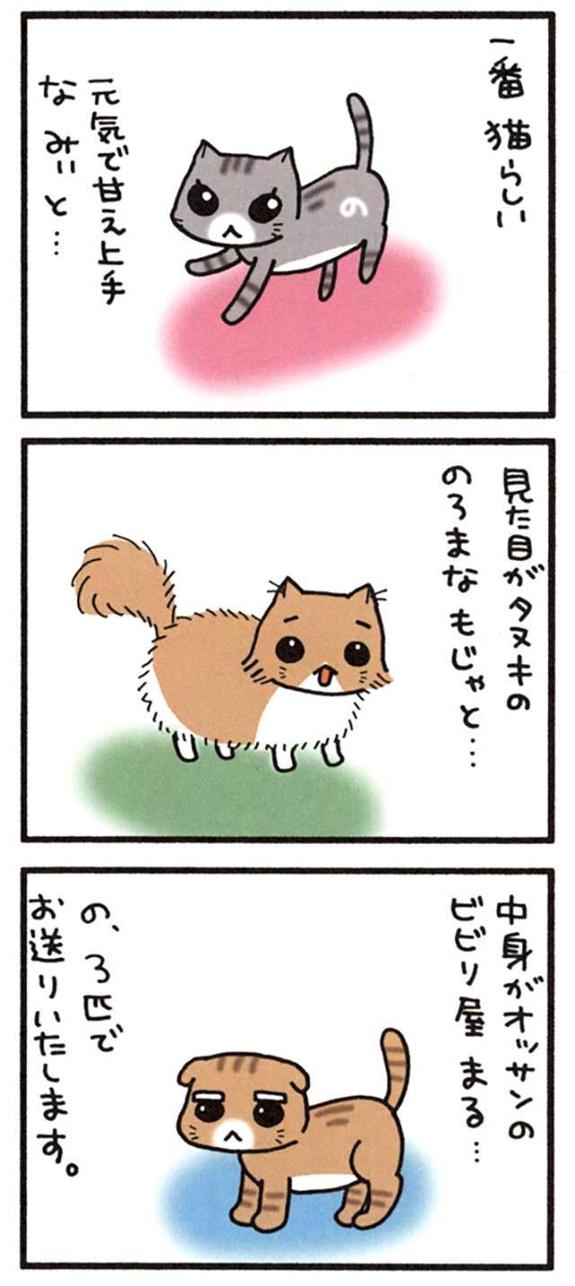 スーパーの袋が大好きな猫。足に引っかかってパニックになり、さらに...！／うちの3ねこ uchinosanneko_001_012_2.jpg