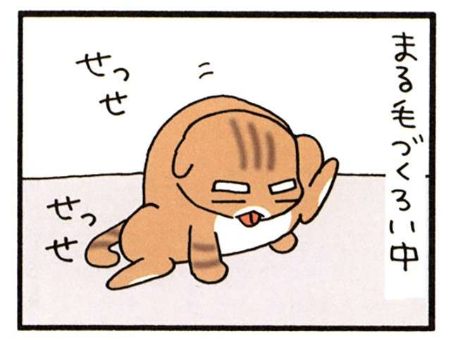 グレーの猫と同じ色のクッション。これは悲劇の予感しかない...！／うちの3ねこ uchinosanneko_001_027_1.jpg