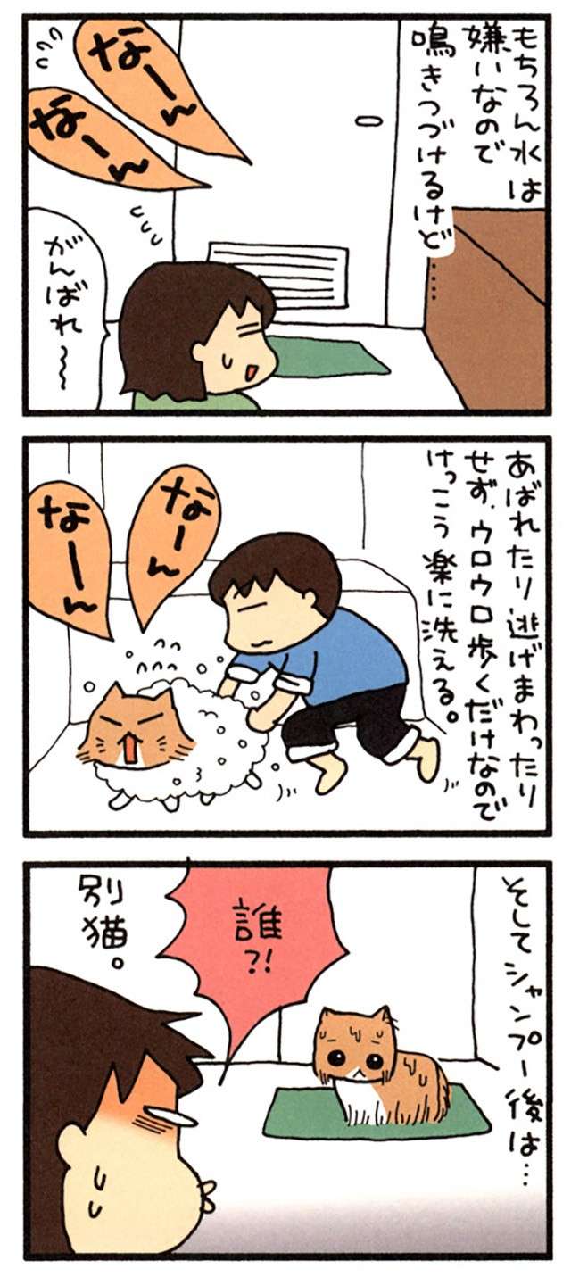 猫の「これで満足か」っていう顔。猫飼いの多くは見たことがある？／うちの3ねこ uchinosanneko_001_031_2.jpg