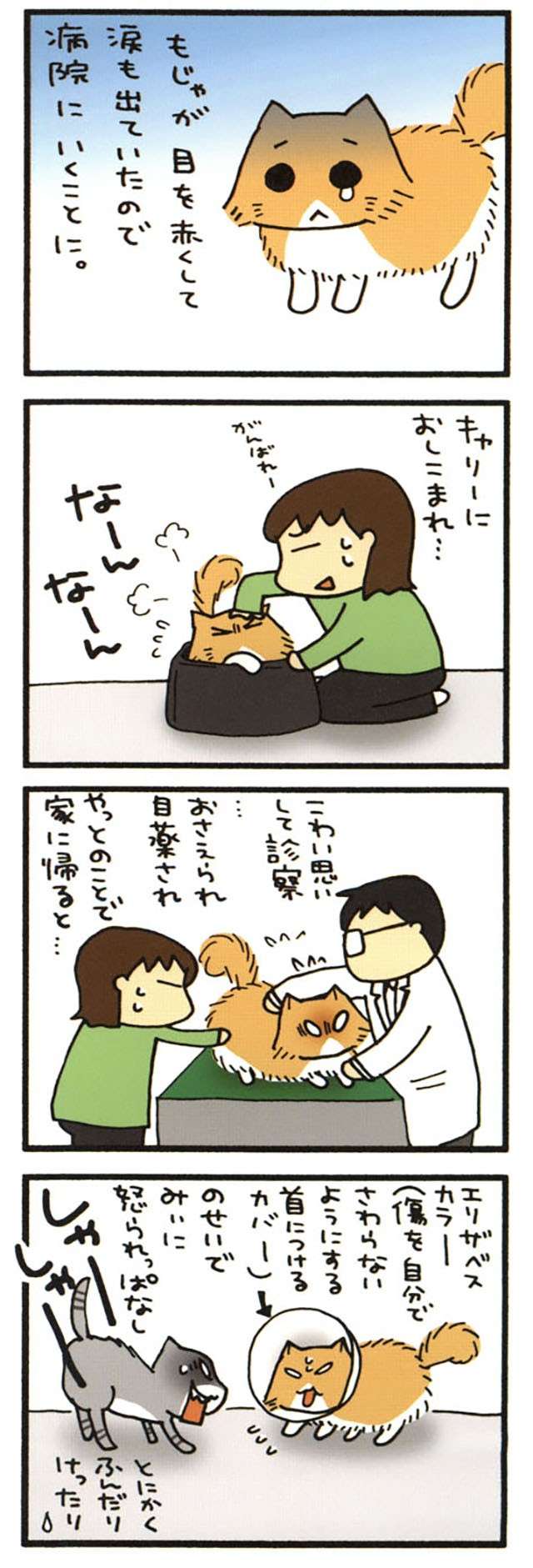エリザベスカラーをつけた猫。なんだか不憫だけど...これもかわいい？／うちの3ねこ uchinosanneko_002_010_1.jpg