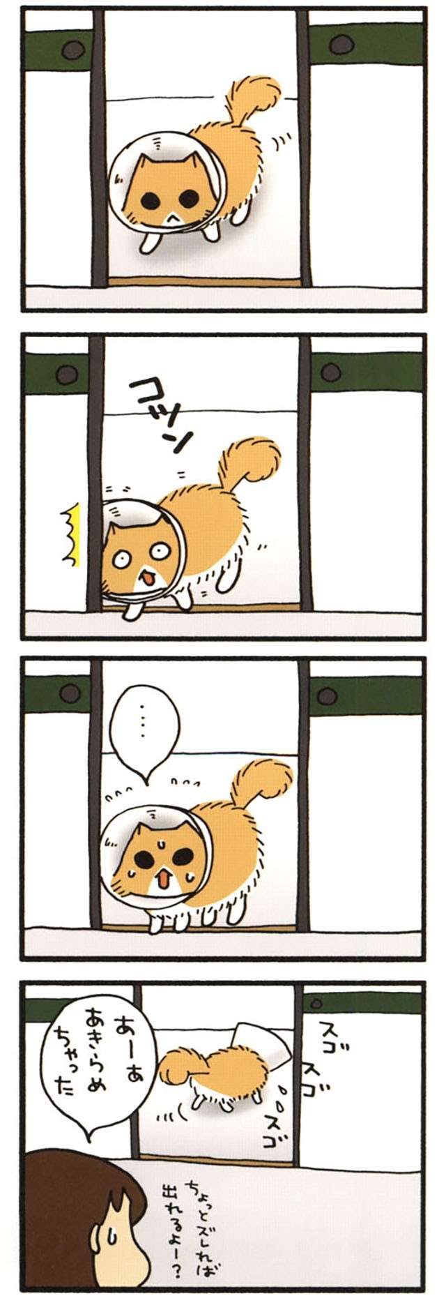エリザベスカラーをつけた愛猫。コツンと部屋のドアにぶつかっただけで可愛い反応に！ ／うちの3ねこ 2 uchinosanneko_002_010_2.jpg