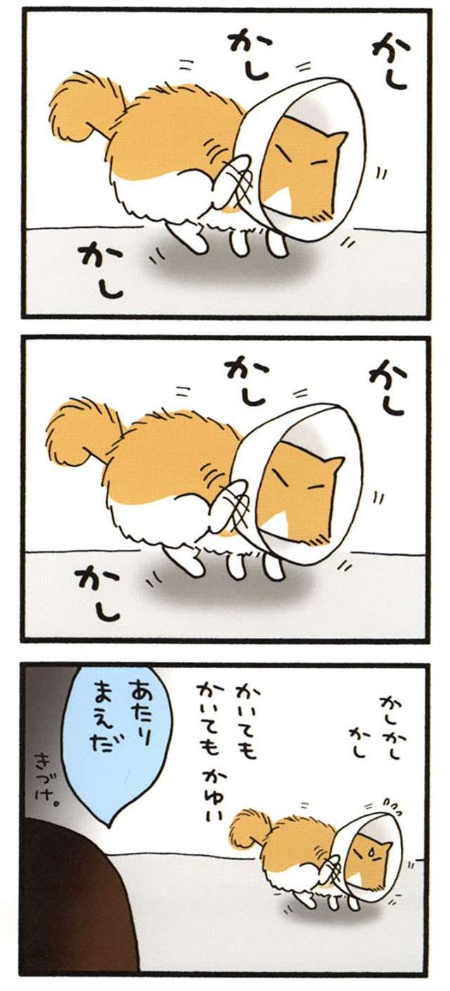 食の細い猫に異変が。やせっぽっちがぷっくり姿になり、それはそれで問題に!?／うちの3ねこ uchinosanneko_002_011_2.jpg