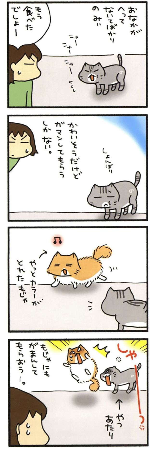 食の細い猫に異変が。やせっぽっちがぷっくり姿になり、それはそれで問題に!?／うちの3ねこ uchinosanneko_002_012_2.jpg